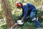 Point Cooktree-cutting-services-21.jpg; ?>